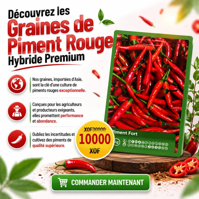 Graines de Piment Hybride C