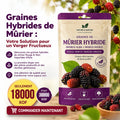 Graines Hybrides de Mûrier C