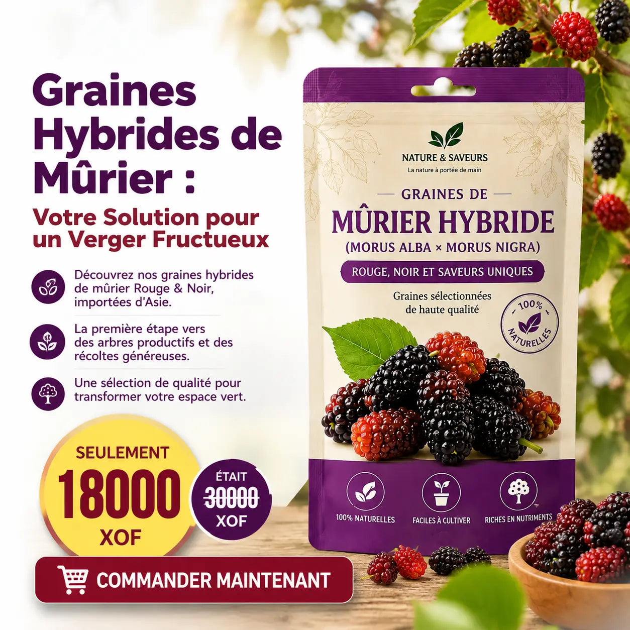 Graines Hybrides de Mûrier C