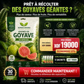 Graines de Goyave Hybride C