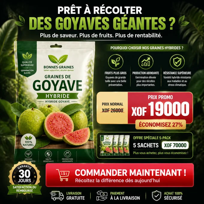 Graines de Goyave Hybride C