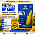 Semences de Maïs Hybride