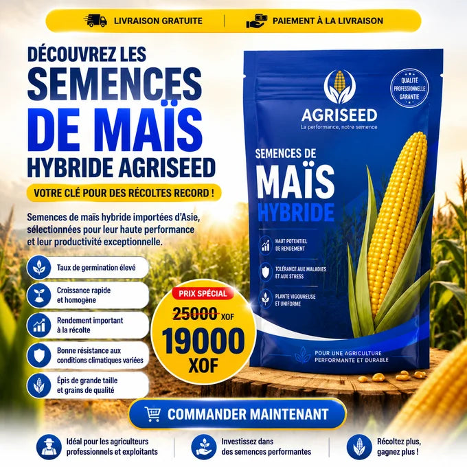 Semences de Maïs Hybride